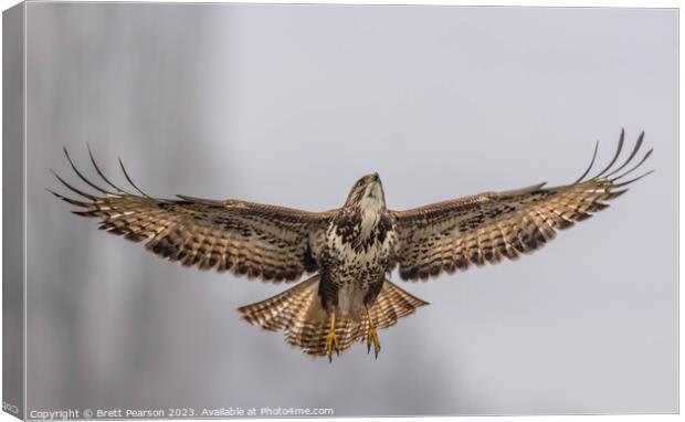 Common Buzzard Canvas Print by Brett Pearson