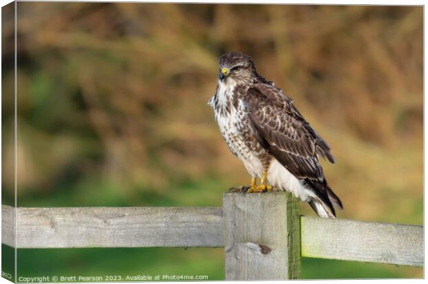 Common Buzzard Canvas Print by Brett Pearson