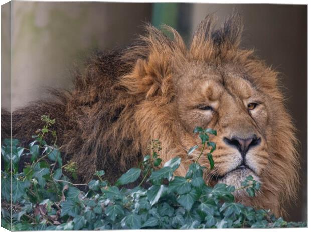 A Lion  Canvas Print by Brett Pearson