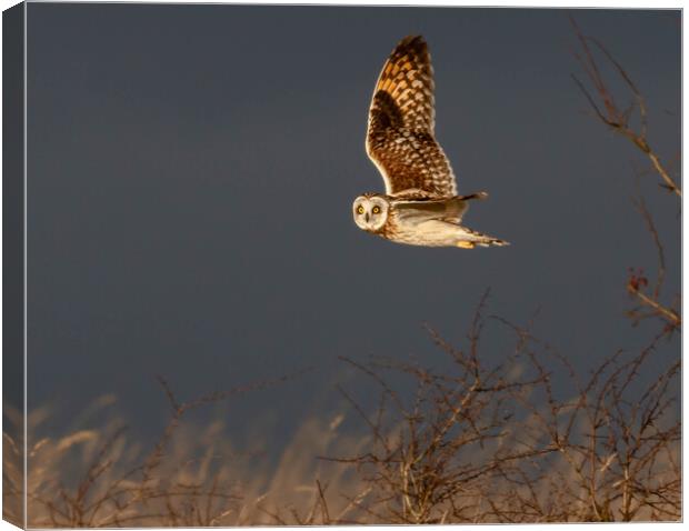 Short-eared owl  Canvas Print by Brett Pearson