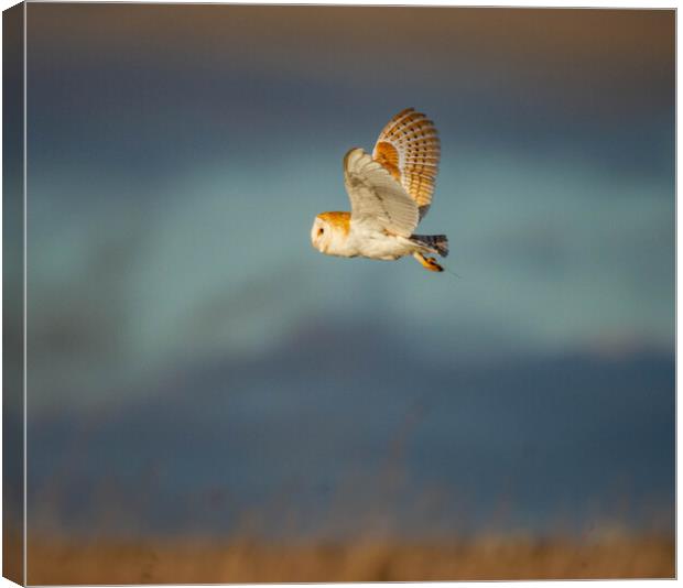 Barn Owl in flight Canvas Print by Brett Pearson