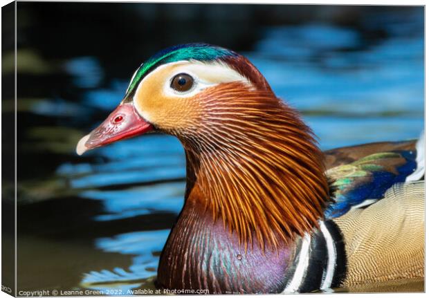 Mandarin Duck Canvas Print by Leanne Green