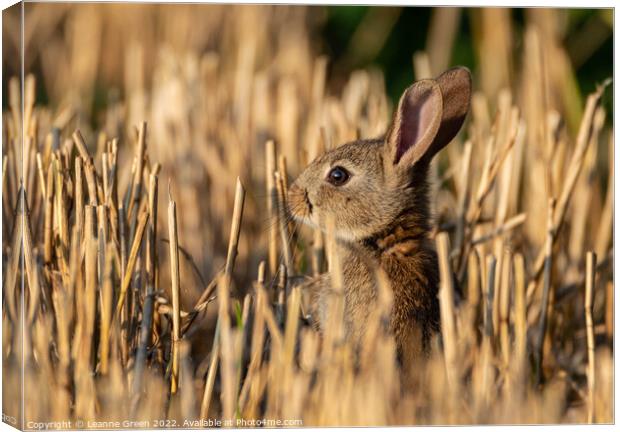Young Rabbit (Kit) in a field Canvas Print by Leanne Green