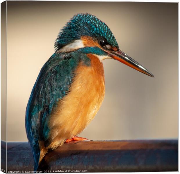 Kingfisher perched on a railing Canvas Print by Leanne Green