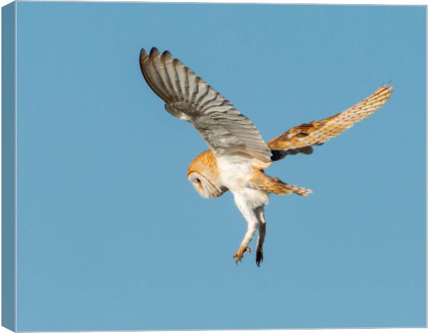 Barn Owl in flight Canvas Print by Leanne Green