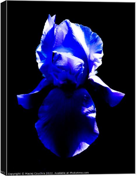 Blue Iris Canvas Print by Maciej Czuchra