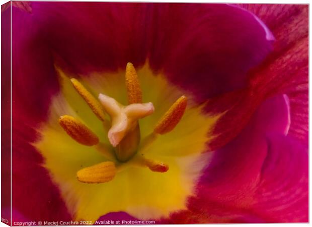 Inside Tulip Flower Canvas Print by Maciej Czuchra