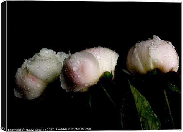 Peonies After Rain Canvas Print by Maciej Czuchra