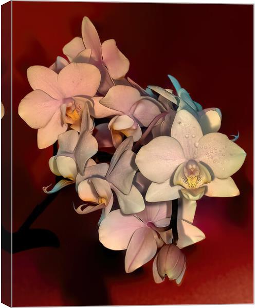 Orchids Canvas Print by Mark Dunn