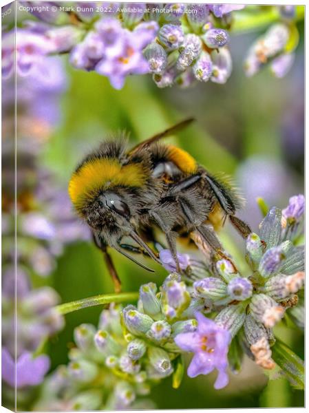 Bee on Lavender Canvas Print by Mark Dunn