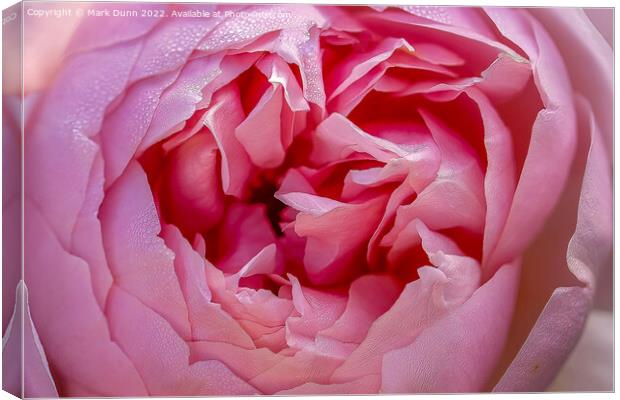 Pink Rose flower close up Canvas Print by Mark Dunn