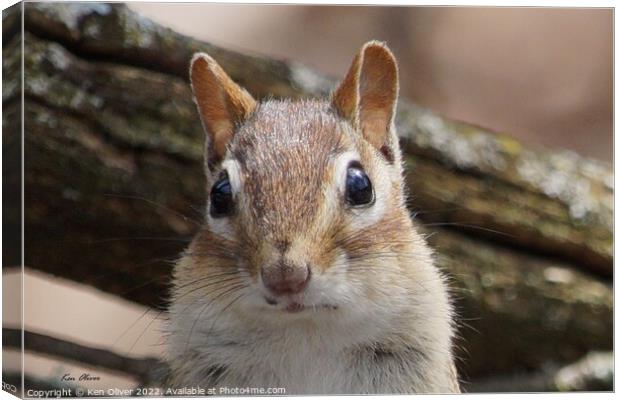 Serene Woodland Encounter Canvas Print by Ken Oliver