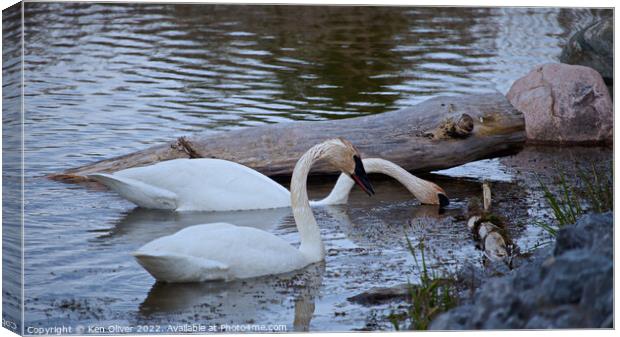 Graceful Trumpeter Swans Embrace Serenity Canvas Print by Ken Oliver