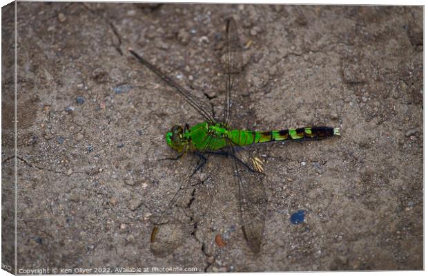 Dance of the Eastern Pondhawk Dragonfly Canvas Print by Ken Oliver