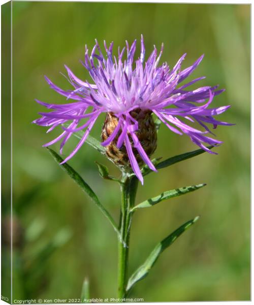 "Enchanting Beauty: A Captivating Brown Knapweed" Canvas Print by Ken Oliver