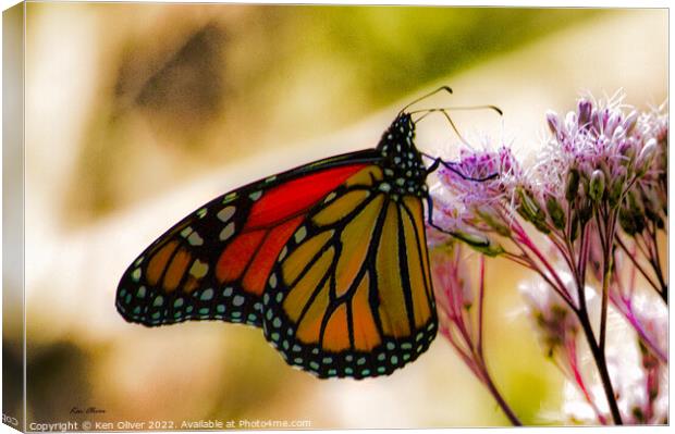 Dance of the Monarch Canvas Print by Ken Oliver