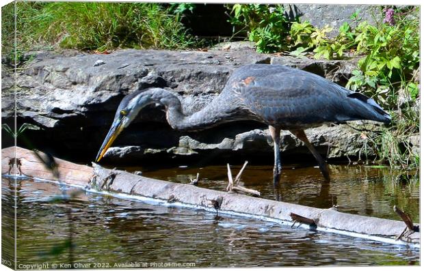 "Nature's Gracefulness: A Great Blue Heron's Elega Canvas Print by Ken Oliver