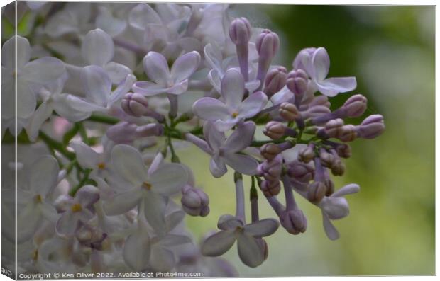 Fragrant Lilac Blooms Canvas Print by Ken Oliver