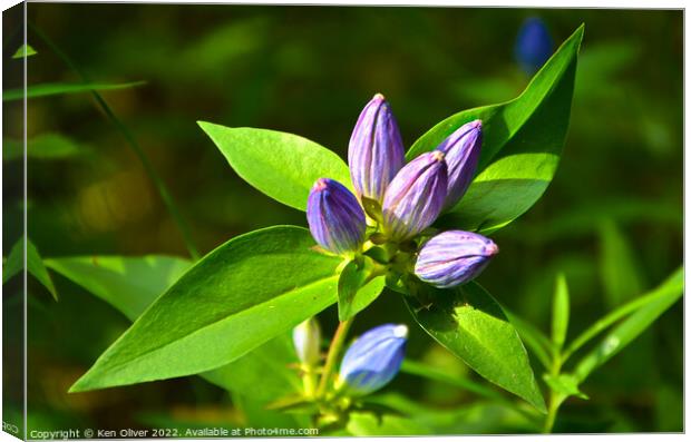 Enchanting Beauty of the Bottle Gentian Canvas Print by Ken Oliver