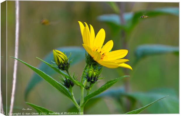 "Radiant Beauty" Canvas Print by Ken Oliver