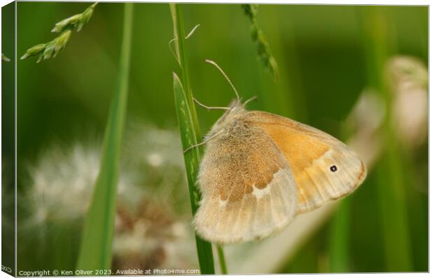 Delicate Dance of the Common Ringlet Butterfly Canvas Print by Ken Oliver