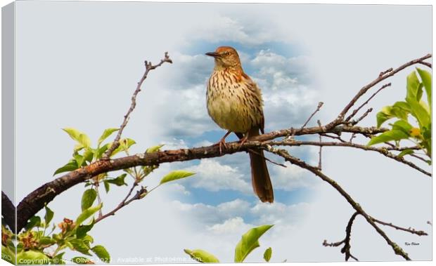 Gracefully Perched Brown Thrasher Canvas Print by Ken Oliver