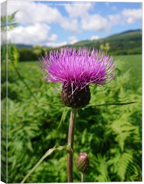 Majestic Scottish Thistle Canvas Print by Sandy Young
