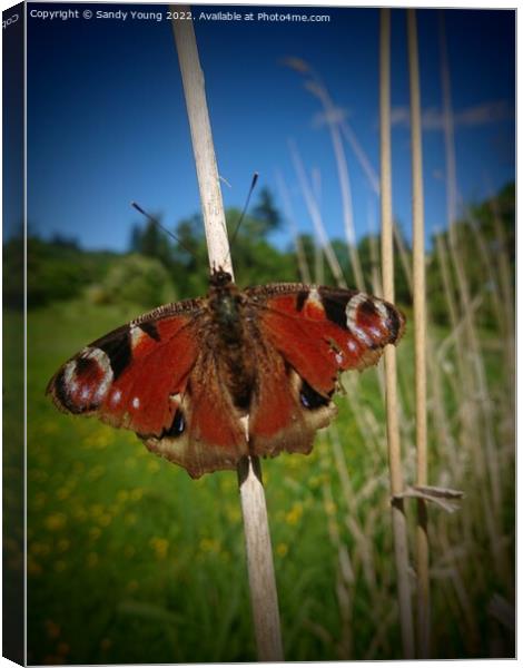 Magnificent Peacock Butterfly Canvas Print by Sandy Young