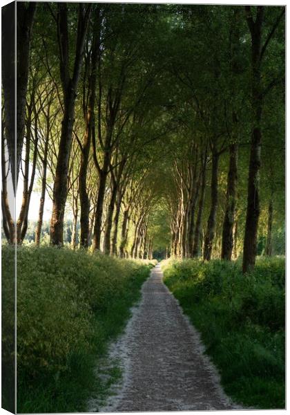 Forest path Canvas Print by Sandy Young