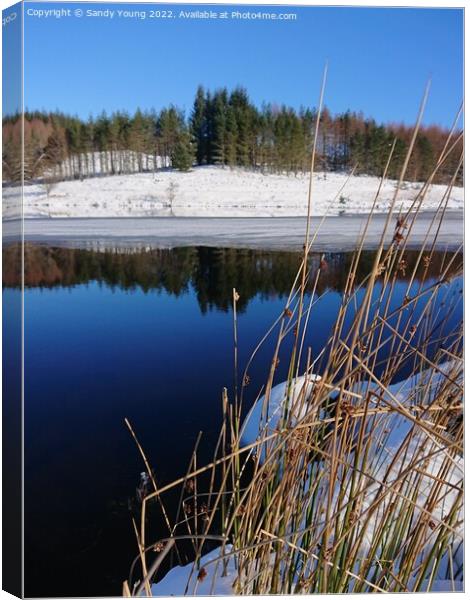 Winter's Reflection Canvas Print by Sandy Young