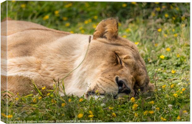 A lioness lying in the grass Canvas Print by Rodney Hutchinson