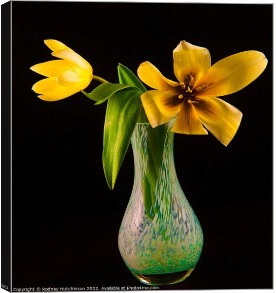 Sunshine in a Vase Canvas Print by Rodney Hutchinson