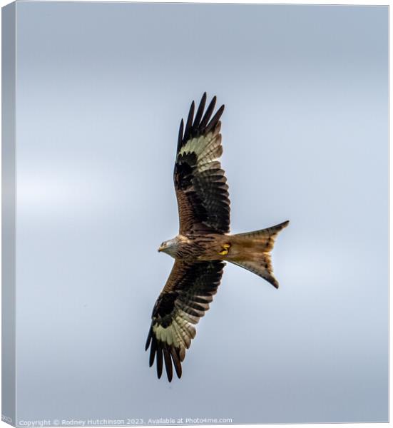 Majestic Hunter in the Sky Canvas Print by Rodney Hutchinson
