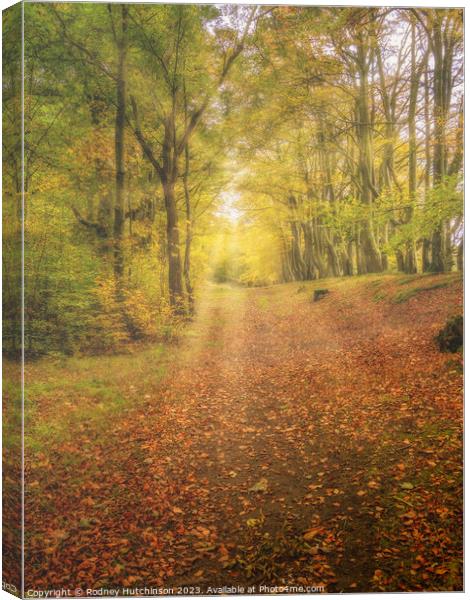 Autumn woodland Canvas Print by Rodney Hutchinson