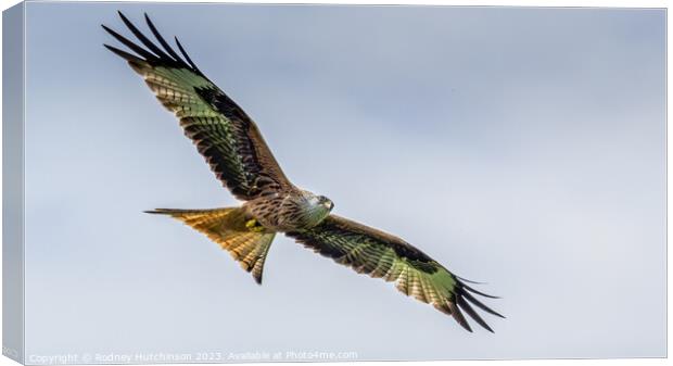 Red Kite Canvas Print by Rodney Hutchinson