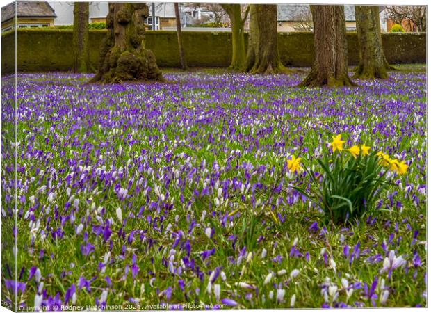 Crocuses and Daffodils  Canvas Print by Rodney Hutchinson