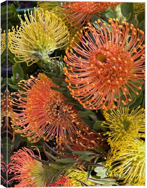 Pincushion flowers, Protea Canvas Print by Joyce Hird