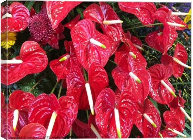 Red Anthurium - Lipstick plant Canvas Print by Joyce Hird