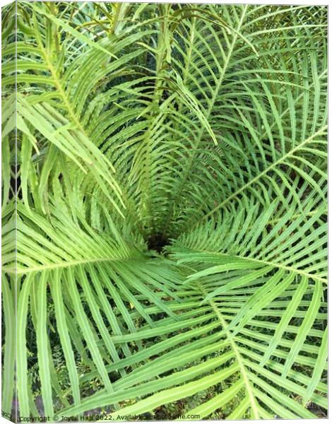 Green Spiral Fern Canvas Print by Joyce Hird