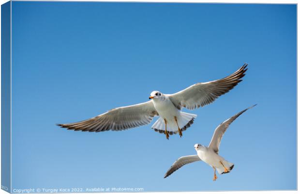 Single seagull flying in blue a sky Canvas Print by Turgay Koca
