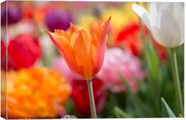 Colorful tulip flower bloom in the garden Canvas Print by Turgay Koca