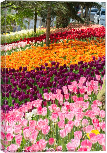 Blooming colorful tulip flowers in the garden Canvas Print by Turgay Koca