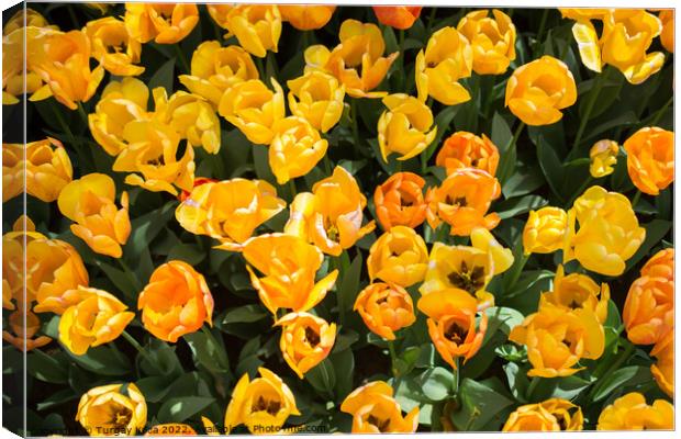 Colorful tulip flowers bloom in the garden Canvas Print by Turgay Koca