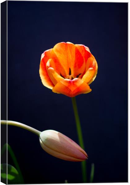 Colorful tulip flower bloom with a colorful background Canvas Print by Turgay Koca