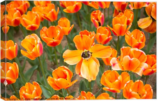 Colorful tulip flowers bloom in the garden Canvas Print by Turgay Koca