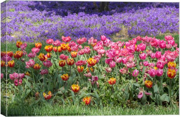 Blooming colorful tulip flowers as floral background Canvas Print by Turgay Koca