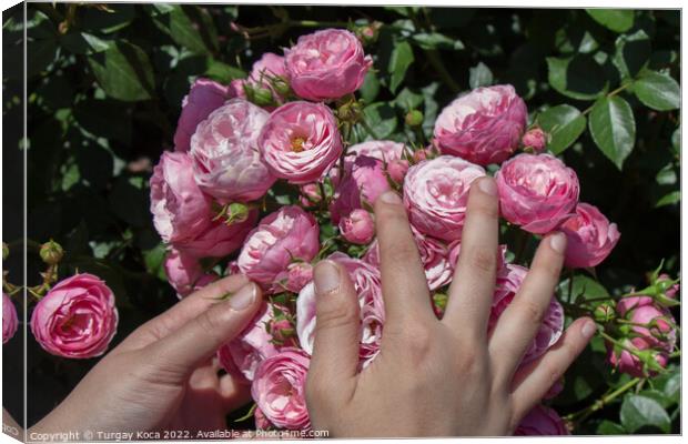 Beautiful fresh roses in hand Canvas Print by Turgay Koca