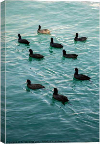 Flock of birds on water with water background Canvas Print by Turgay Koca