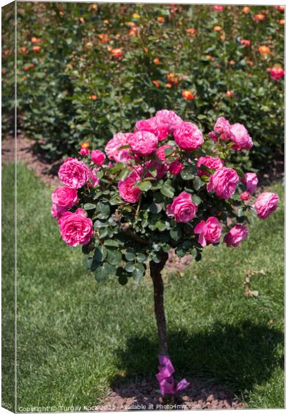 Rose tree with pink roses in a garden Canvas Print by Turgay Koca