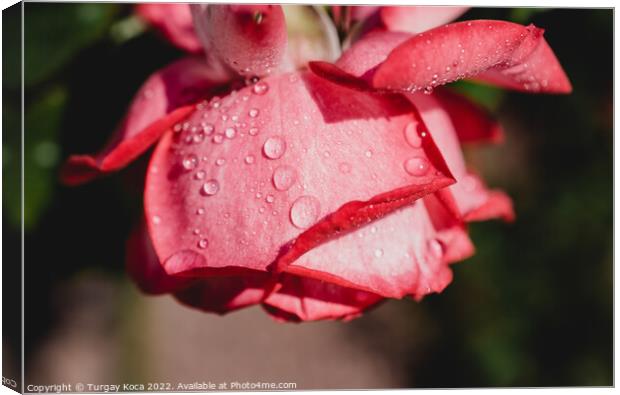 Rose with water drops on it Canvas Print by Turgay Koca
